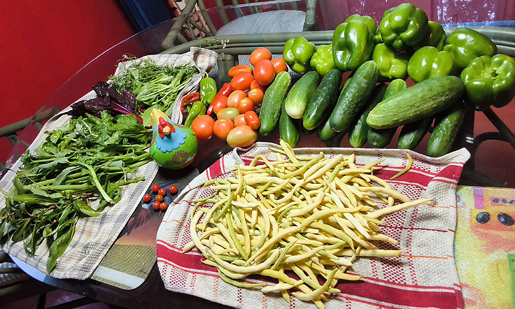 Une année de production de légumes exceptionnelle