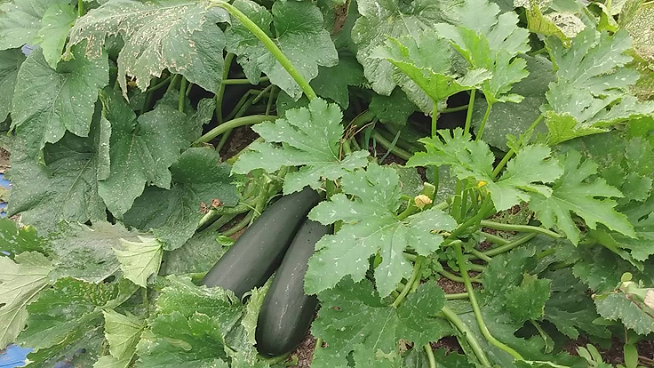 Des zucchinis que l'on laisse grossir