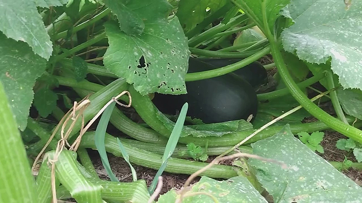 Zucchinis et courges